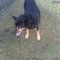 Bax