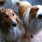 Collie i prawie collie