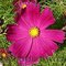 Cosmos bipinnatus - kosmos podwójnie pierzasty, kwiatostan koszyczek